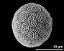 hydrated pollen grain