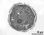 pollen grain in cross section