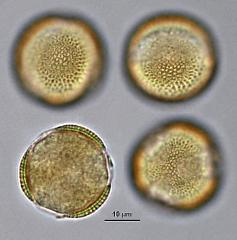 hydrated pollen