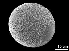 hydrated pollen