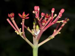 inflorescence(s)