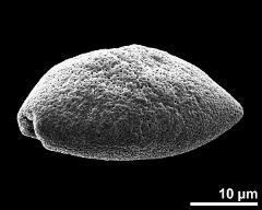 dry pollen grain in equatorial view