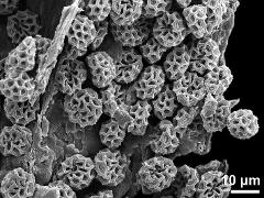 dry pollen grains