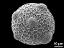 hydrated pollen grain