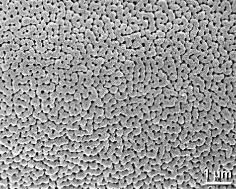 exine surface