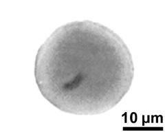 pollen grain with generative cell