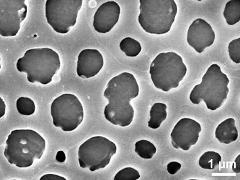 exine surface