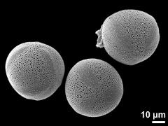 hydrated pollen grains