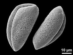 dry pollen grains