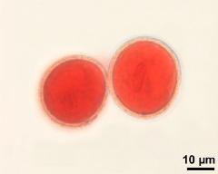 2-celled pollen