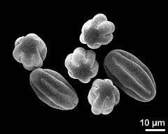 dry pollen grains