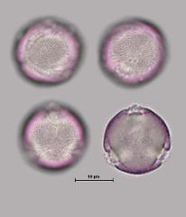 hydrated pollen