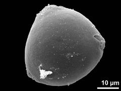 hydrated pollen,triporate