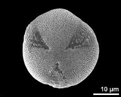 hydrated pollen, polar view
