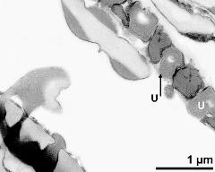 pollen wall (left) and tapetum cells with Ubisch bodies (U)