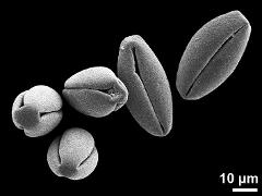 dry pollen grains