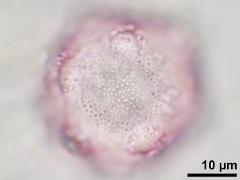 hydrated pollen,reticulate ornamentation