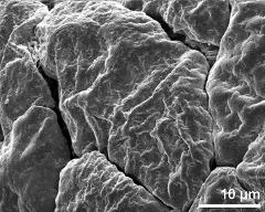 dry tetrads (in massula)