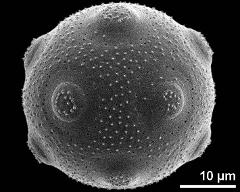 hydrated pollen grain