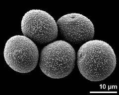 pollen grains in overview