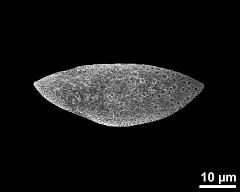 dry pollen grain in polar view (proximal)