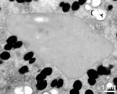 vegetative nucleus