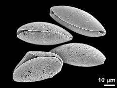 dry pollen grains