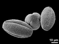 dry pollen grains