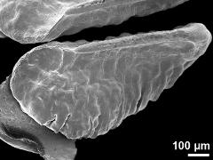 pollinium