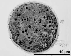 pollen grain in cross section