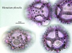 hydrated pollen