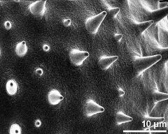 exine surface of dry pollen grain