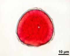 pollen grain with generative cell (asterisk)