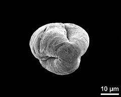 polar view (dry pollen grain)