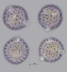 hydrated pollen