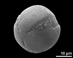 hydrated pollen, slightly oblique polar view
