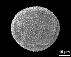 hydrated pollen grain