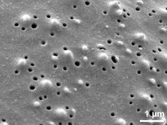 exine surface