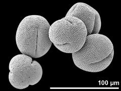 dry pollen grains