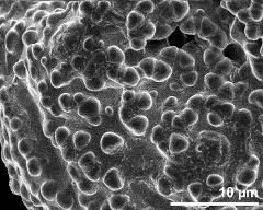 exine surface of dry pollen grain