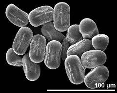 dry pollen grains