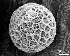 hydrated pollen grain