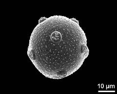 hydrated pollen grain