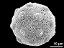 hydrated pollen grain