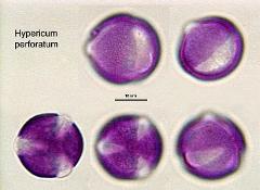 hydrated pollen