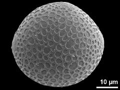 hydrated pollen,triporate