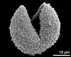 "empty exine" of a dehisced pollen grain