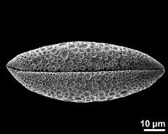 dry pollen grain in polar view (distal)