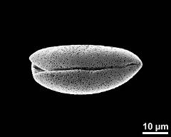 dry pollen grain in polar view (distal)