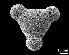 hydrated pollen grain